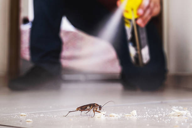 Best Local Pest Control Services  in Arbutus, MD